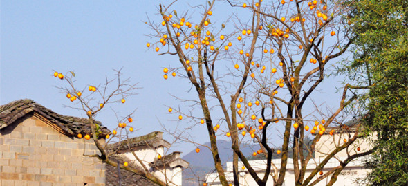 天地人和—中华养生之精髓