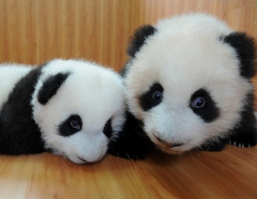 谈谈“黑眼圈”——中医如何防治黑眼圈