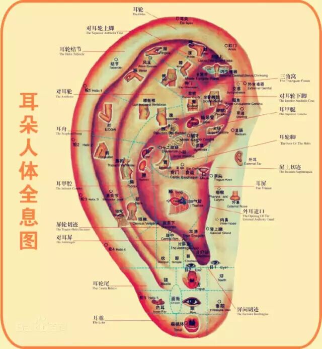 观耳知健康：耳穴及耳朵保健知识（by 范春博士）